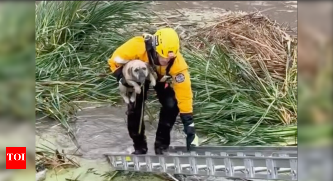 Watch: Puppy gets trapped in California floods; rescued by firefighters Watch: Puppy gets trapped in California floods; rescued by firefighters