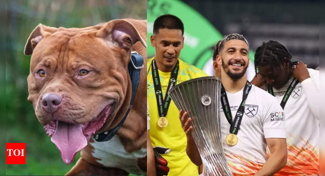 Footballer fined Rs 14 lakh! 'Banned' pet dogs attack man, golden retriever