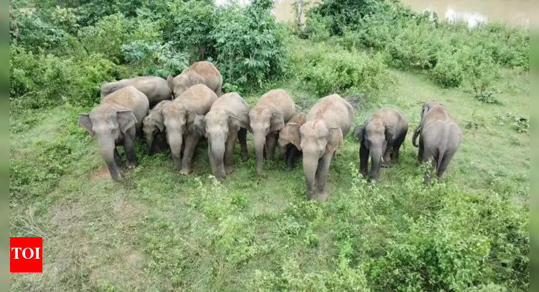 The Times of India - Environment - News Image