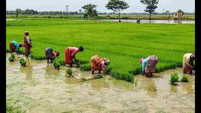 Farmers in Ganjam district face pest infestation threatening paddy crops