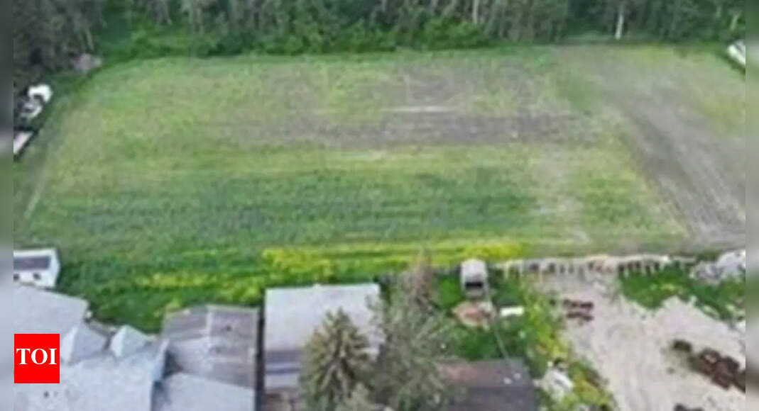 60,000 poppy plants grown behind residence: 4 Indian-origin men charged in Canada 60,000 poppy plants grown behind residence: 4 Indian-origin men charged in Canada