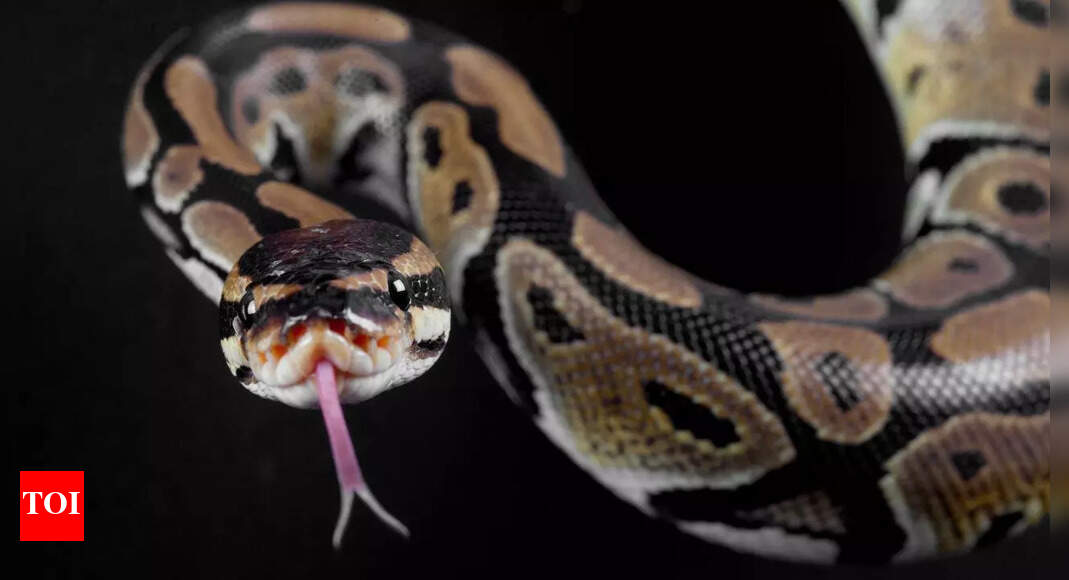 Are non-venomous snakes really harmless? Discover their strength and power, which could pose a danger to humans