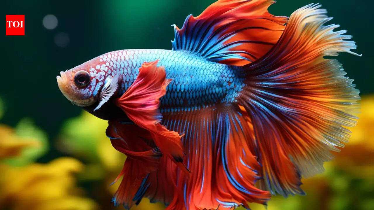 8 beautiful freshwater aquarium fish that are easy to care for (Perfect ...