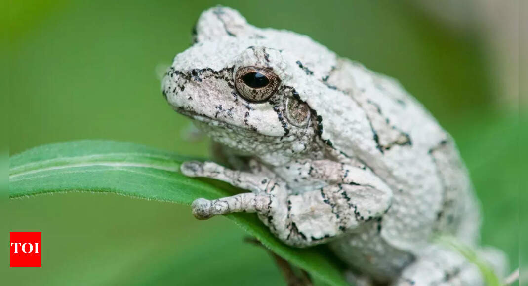 How climate change and misaligned seasonal cues affect grey tree frogs and other wildlife
