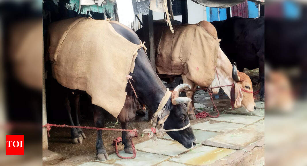 Karnataka: Properties attached for illegal cattle slaughter in Dakshina Kannada