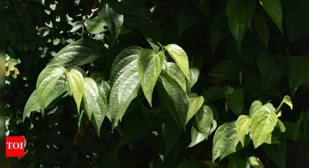 How to grow nutrient-rich betel leaves at home: Tips for planting and care
