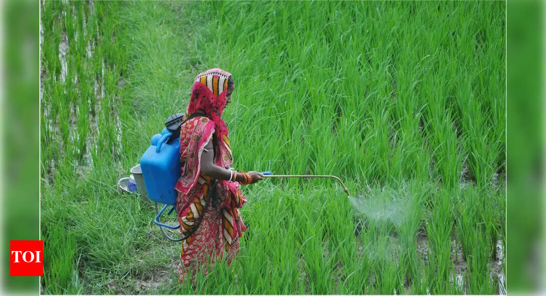 Paddy farmers worried over pest attack