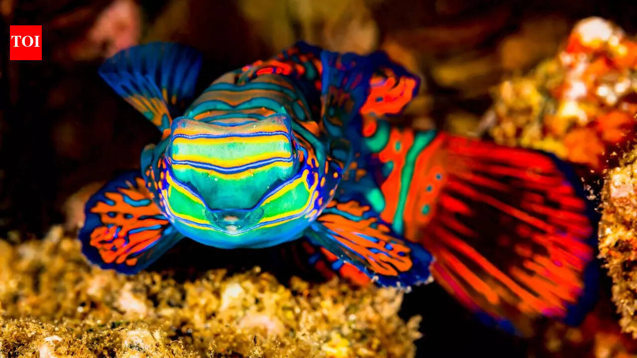6 colourful animals that look straight out of a rainbow