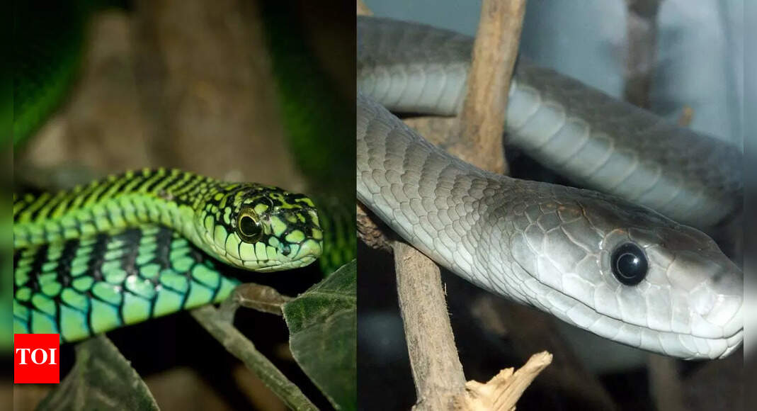Boomslang vs Black Mamba: Understanding the key differences between two deadly African snakes