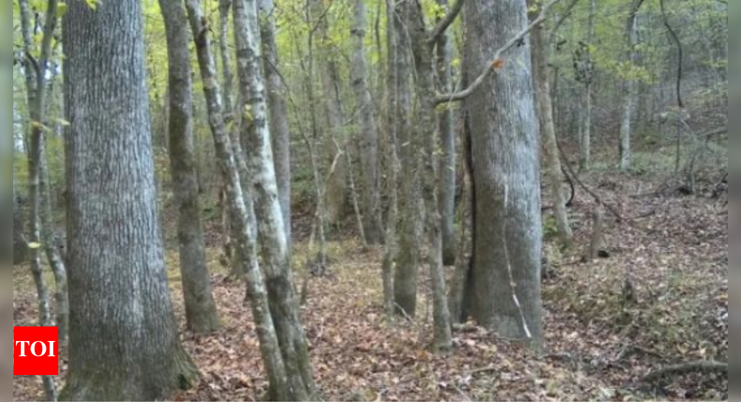 Hidden deer challenge: How fast can you spot it reveals how quickly you can convince people