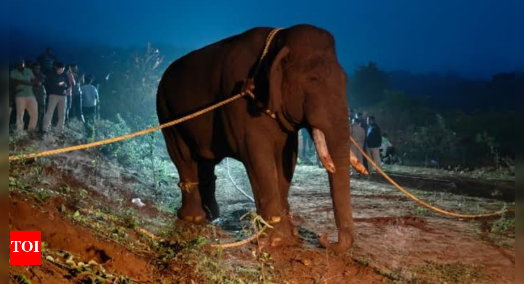 Wild elephant Rolex captured near Coimbatore
