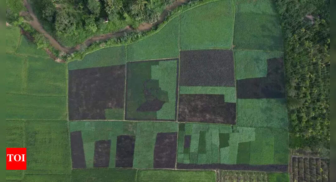 Most Canacona fields continue to lie fallow