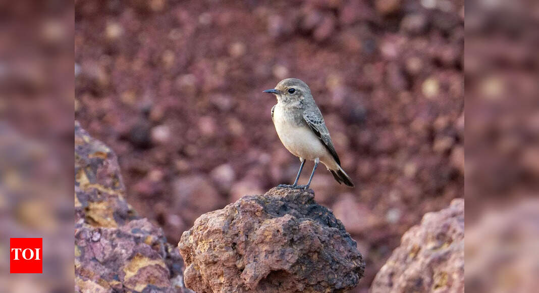 Pied wheatear surprises birders with rare visit to Goa