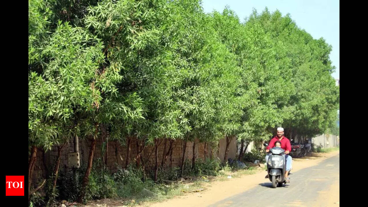 Is Conocarpus Tree Harmful