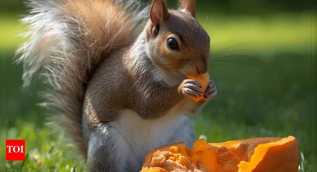 Keep squirrels away from your Halloween pumpkins: Easy and natural remedies