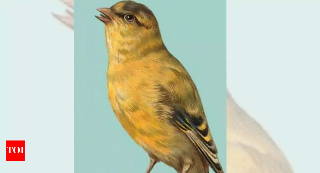 Meet Joey the canary: World’s longest-lived bird at 34 years and the secrets to his extraordinary life