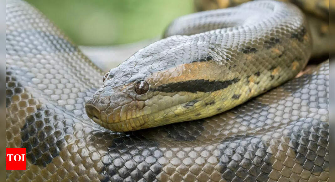 Did you know some snakes don’t lay eggs? Meet 7 that give birth like humans