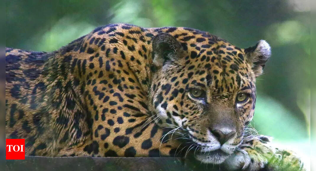 5 jaw-dropping jaguar facts that will leave you speechless