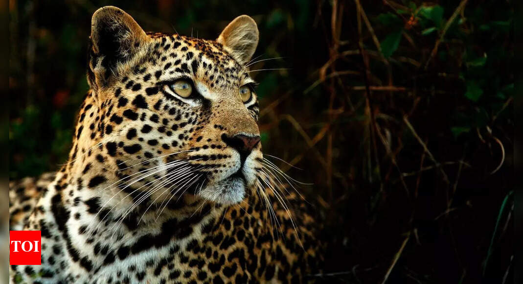 Viral video shows leopard eating THIS- The heartbreaking reason behind it will shock you