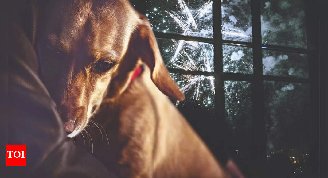 How pet parents are safeguarding their furry friends this Diwali