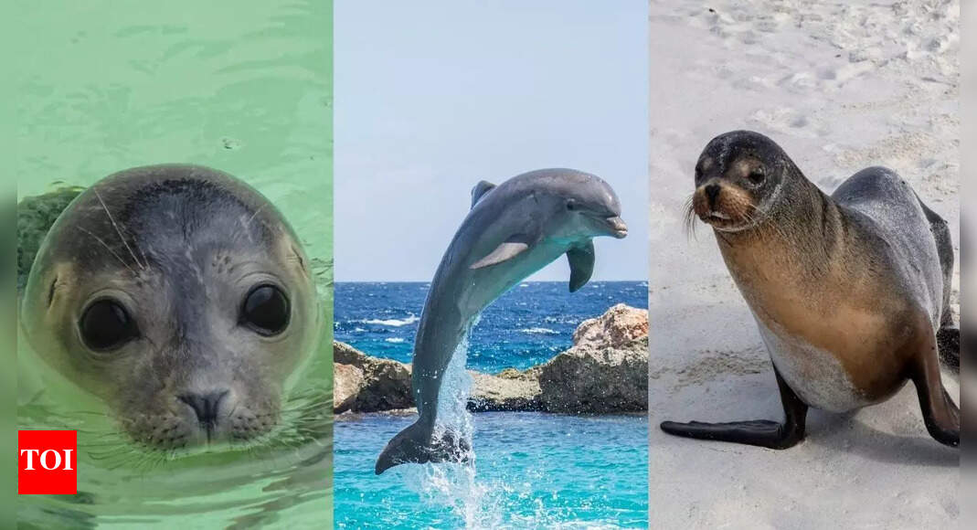 10 mammals that live in water and their unique survival traits