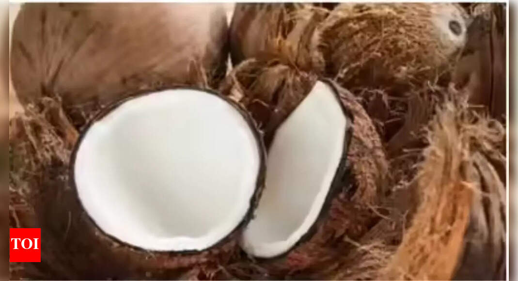 Coconut prices double in Maharashtra during festive season due to shortage