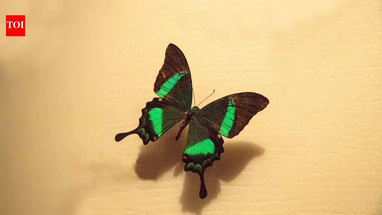 8 insects that are as beautiful as birds