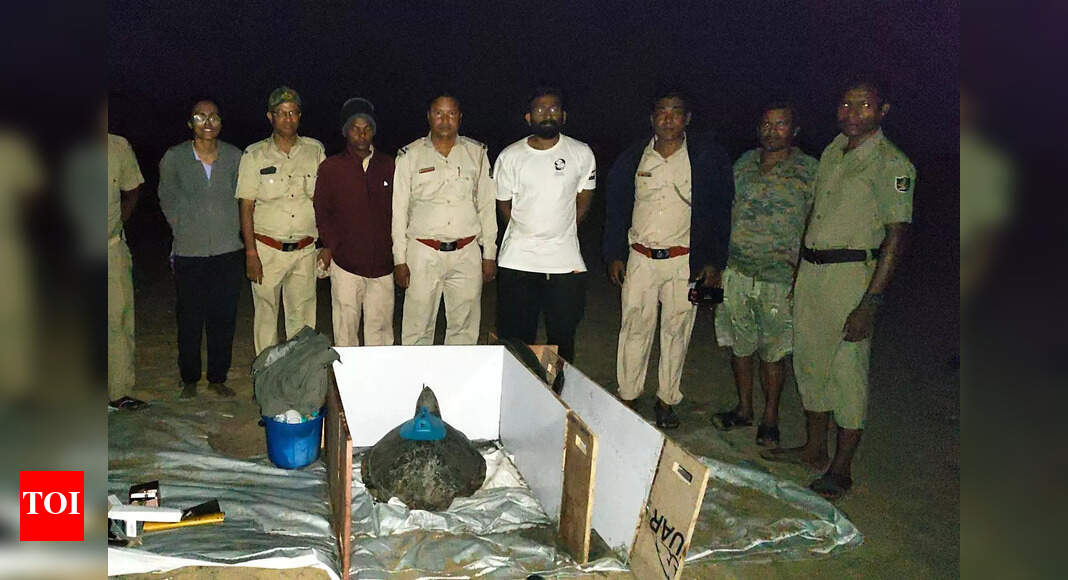 Satellite-tagged Olive Ridley turtle stops transmitting signal after travelling 1,000km