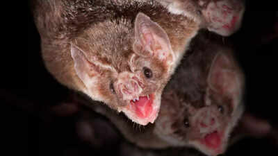 5 things you didn’t know about bats— the 4th one is mind-blowing
