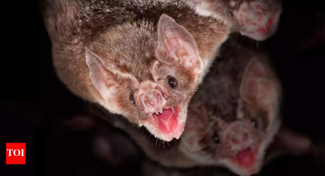 5 things you didn’t know about bats— the 4th one is mind-blowing