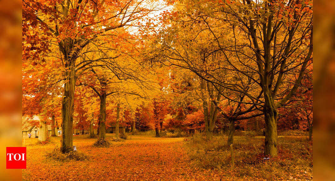 Test your observation: Only 21% people can correctly spot the squirrel in just 11 seconds