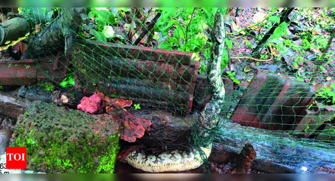 Preference for net fences spikes cases of reptile deaths, injuries