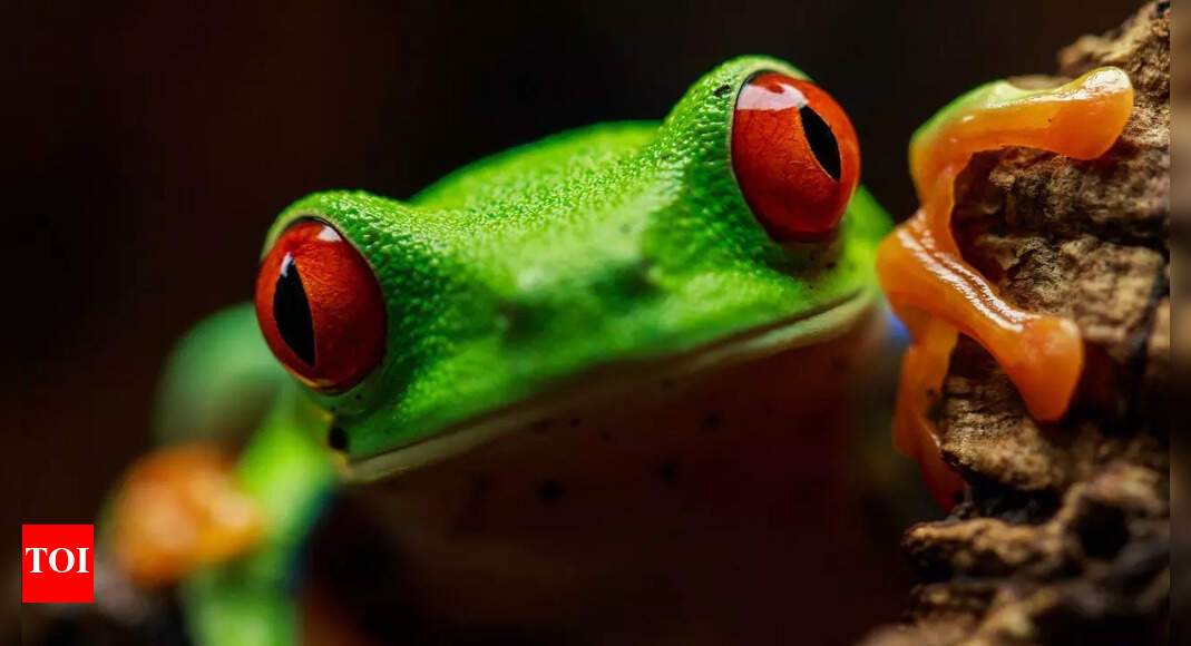 5 of the most beautiful frogs and their surprising secrets