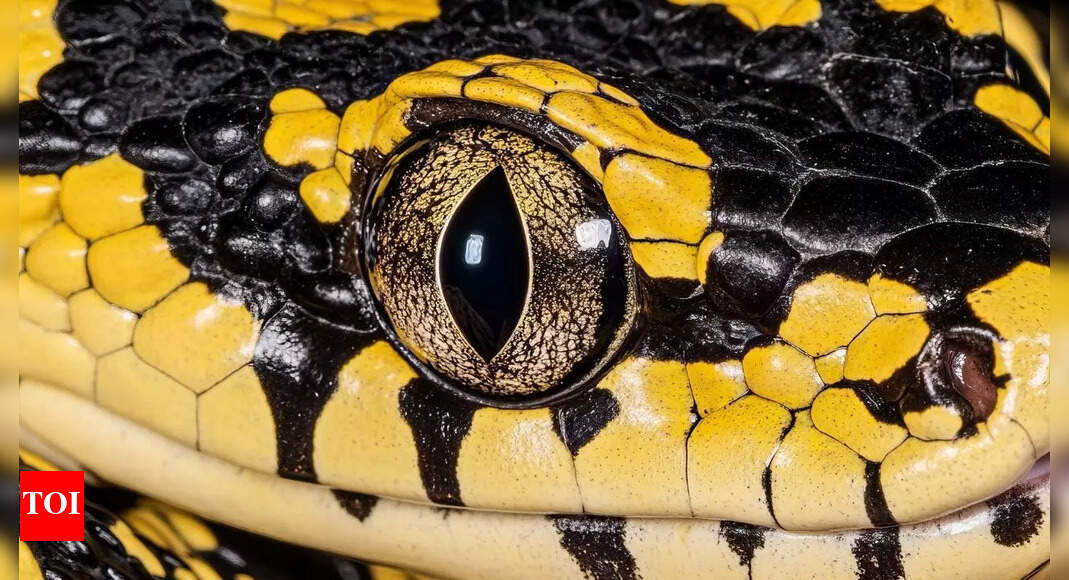 10 of the most beautiful snakes in the world