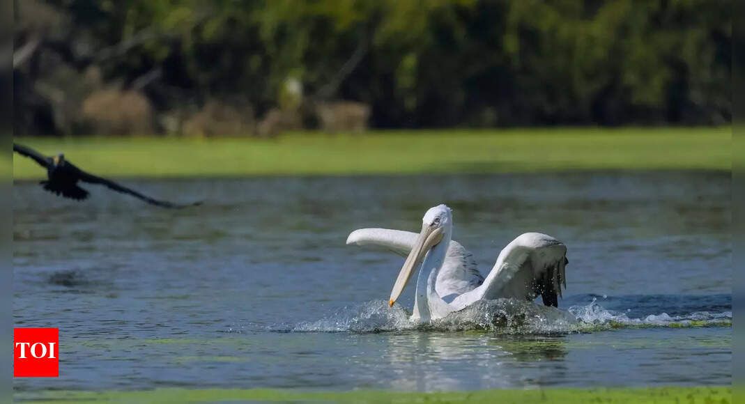 What makes Keoladeo National Park a UNESCO World Heritage Site?