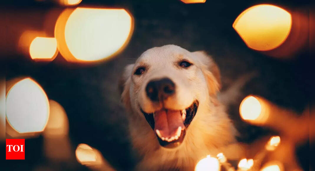 Why do dogs feel so restless during Diwali: How noise and sound impacts their brain – The Times of India