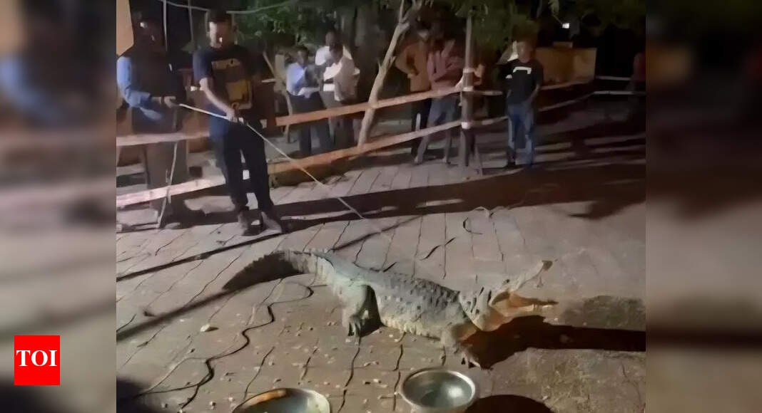 The Times of India - Other - News Image