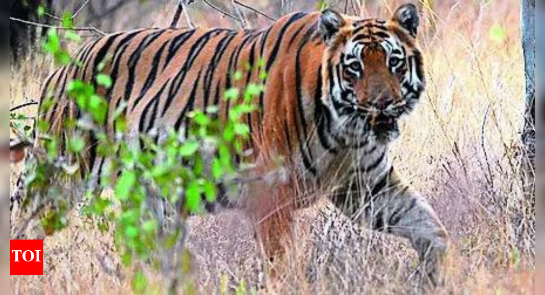 Big cat, big loss: In 4 years, Maharashtra has lost 142 tigers, 537 leopards, reveals RTI query