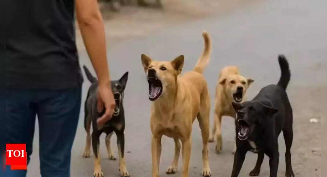 Bengaluru: Welsh man bitten by stray dog during morning run; residents voice safety fears amid rising attacks