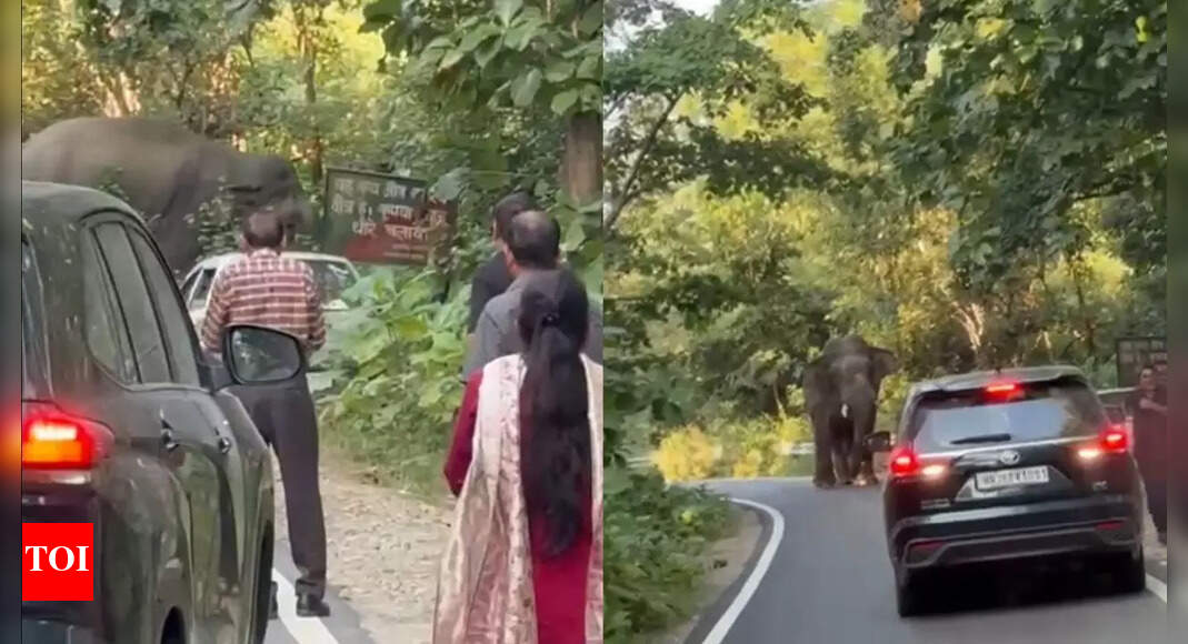 Tusker terror near Jim Corbett: Elephant charges vehicles, commuters panic; family abandons car