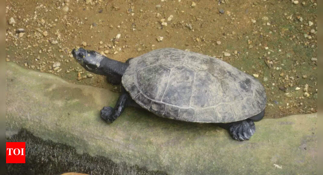 River Turtles: Nature’s tiny survivors battling predators, humans, and climate change to sustain freshwater life