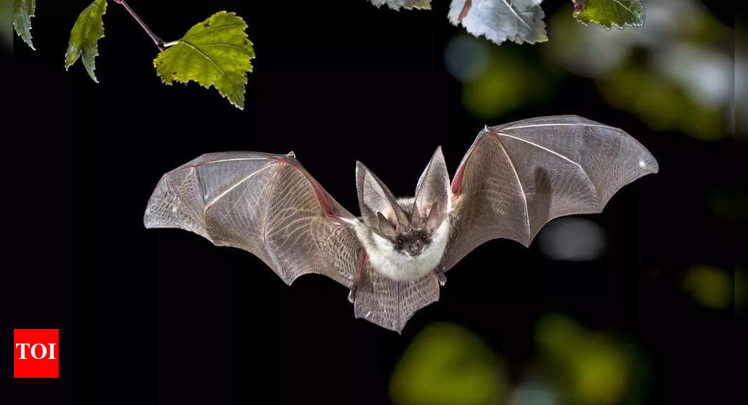 New scientific study reveals how bats became the only flying mammals on Earth
