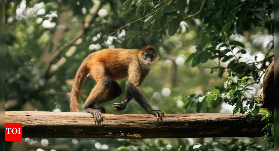 Muriqui monkeys at risk: Forest loss could drive Brazil’s treetop giants to extinction