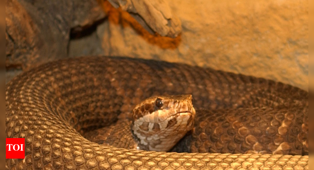 Male vs female cottonmouth snakes: Size, hunting patterns, and defensive behaviours