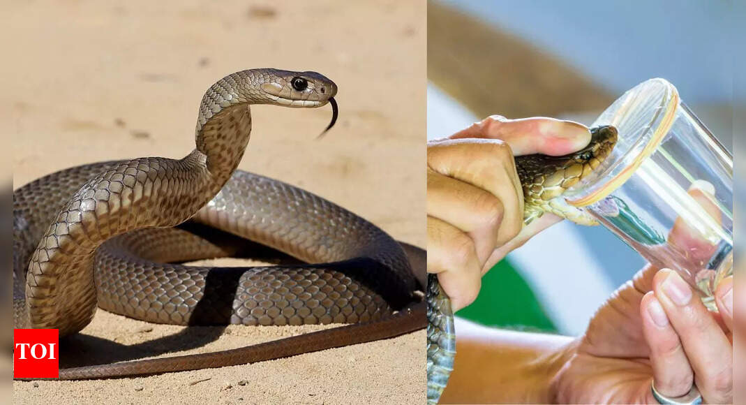 Could a deadly snake bite save lives? How experts harvest venom through snake milking to develop life-saving medicine