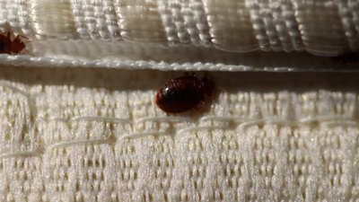  Steps offices should take to prevent bedbug spread