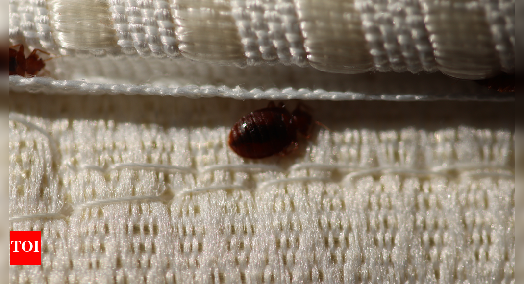 Bedbugs confirmed at New York City office: Steps offices should take to prevent bedbug spread