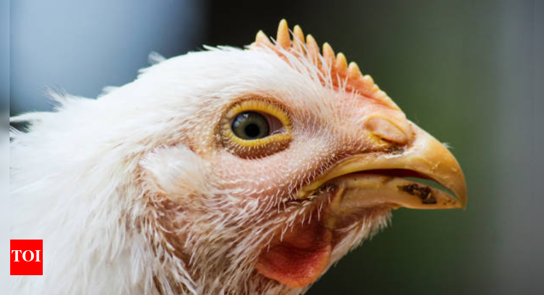 France raises bird flu alert to high: What’s going on and should you care?