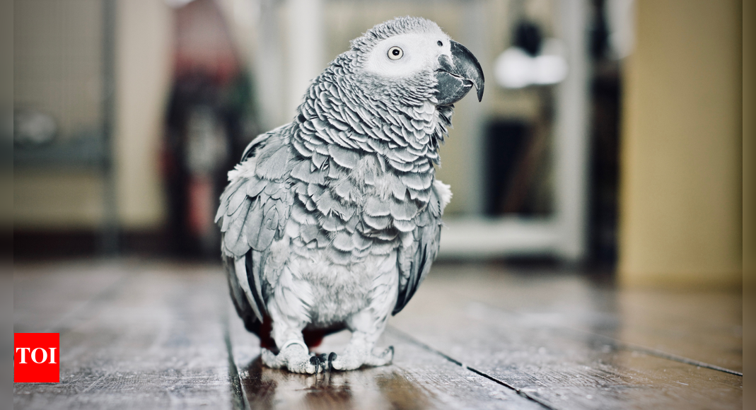 Lost English parrot returns home speaking fluent Spanish; says 