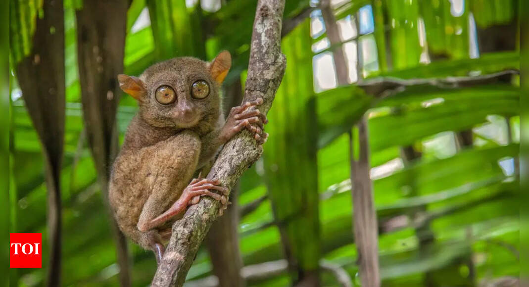 Tarsiers: The world’s smallest primates with giant eyes and powerful leaps
